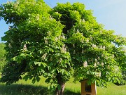 Mi son goduto la peonia dello Zucco e non solo ! – 25magg26 - FOTOGALLERY